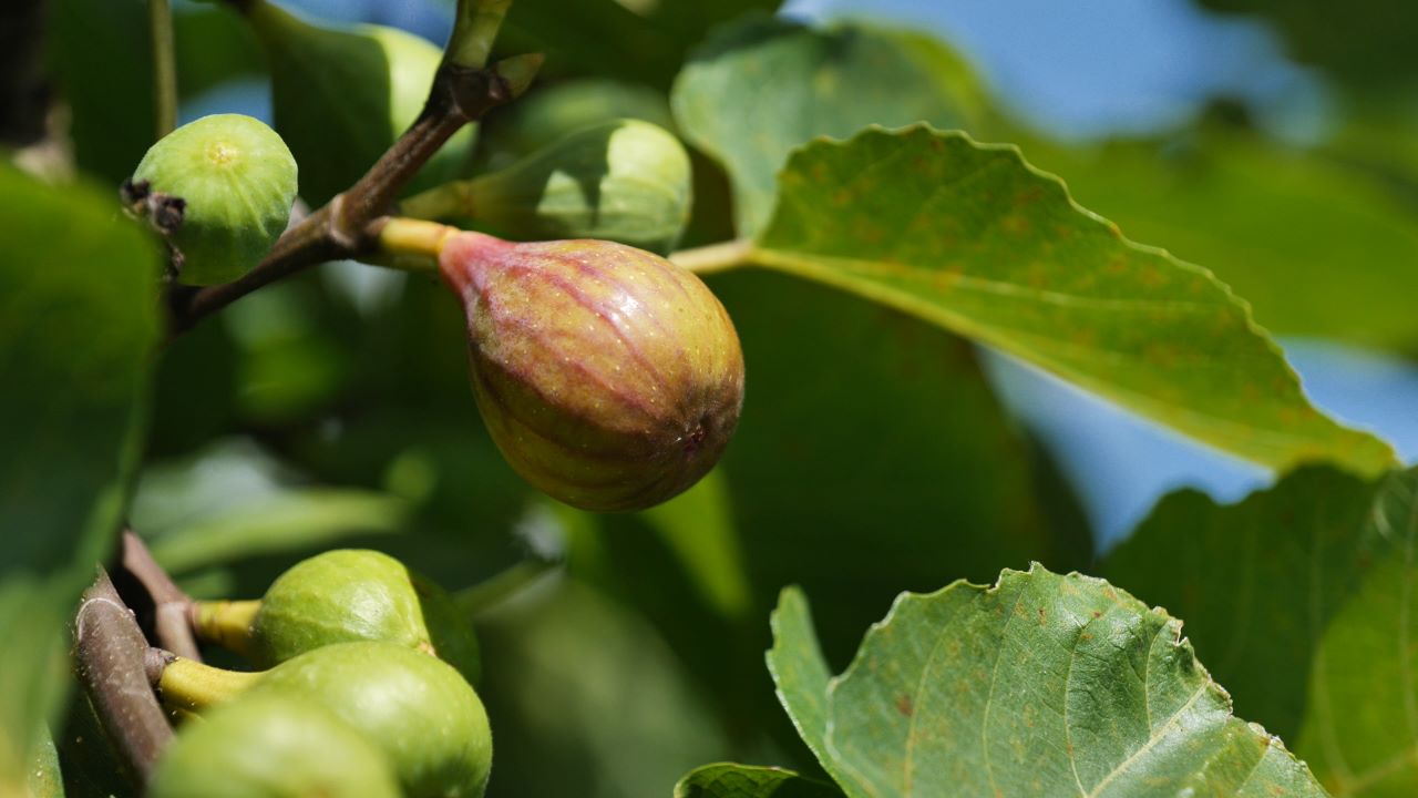 Get It Growing: Determining the ripeness of figs, when to pick
